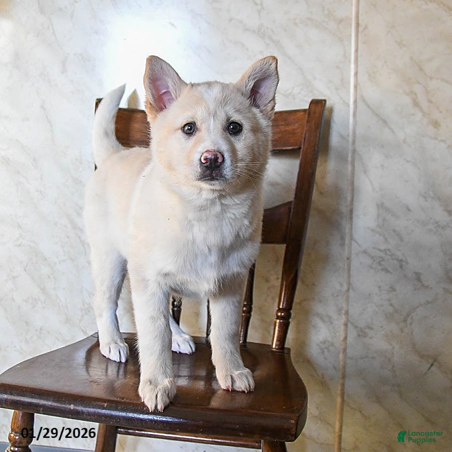 Mixed Breed dogs Olivia - Ad 32