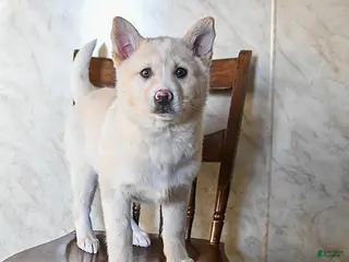 Mixed Breed dogs Olivia - Ad 32