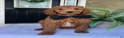 Mini Goldendoodle dogs for sale: Winston - Ad 2