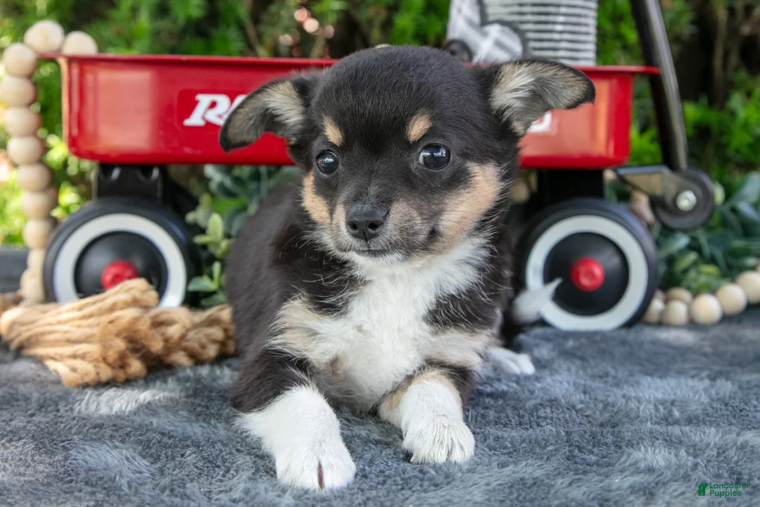 Chihuahua dogs for sale: Pepsi - Ad 3