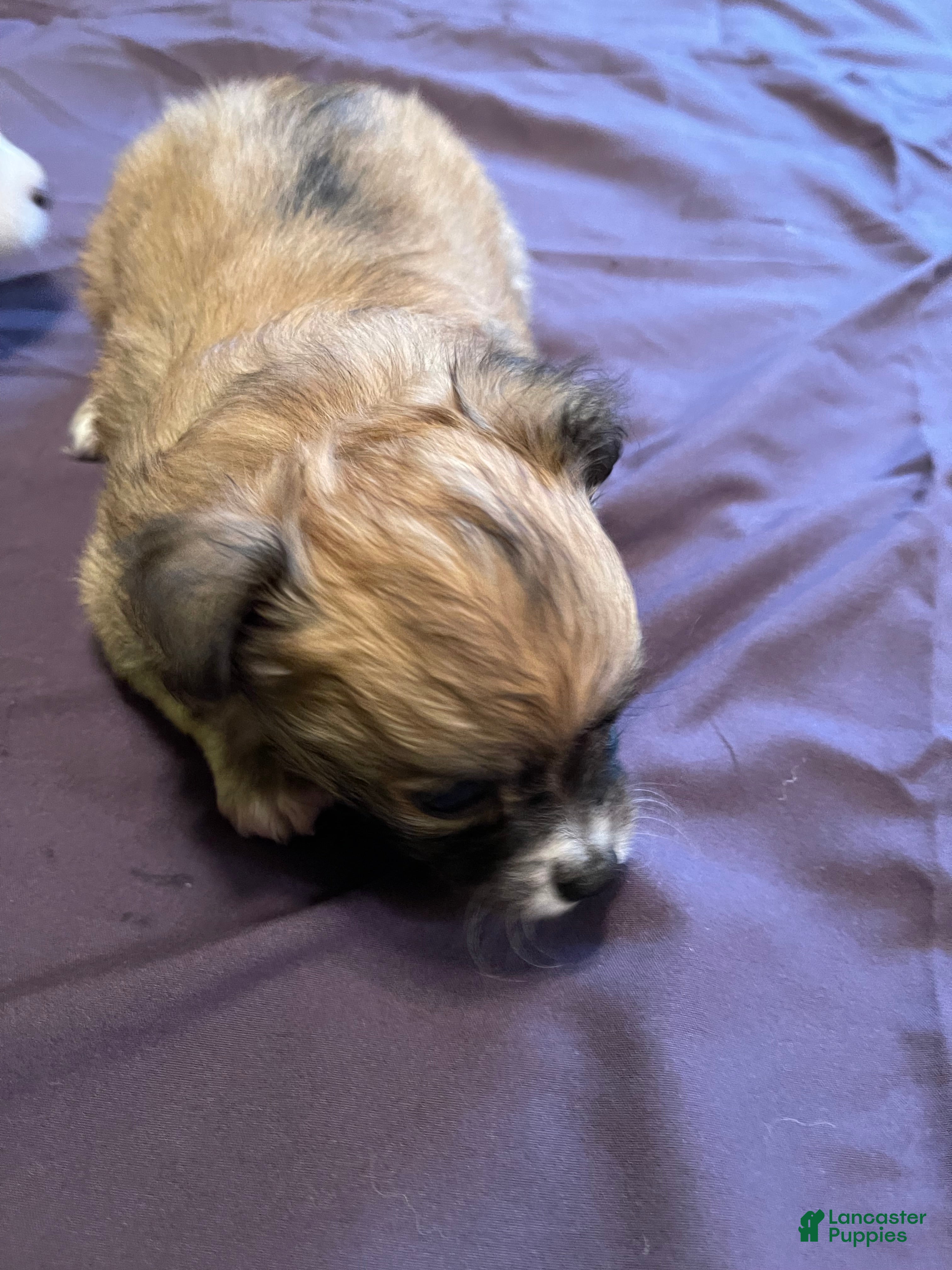 Chihuahua dogs for sale: Chihuahua 3 - Ad 3