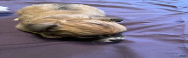 Chihuahua 3