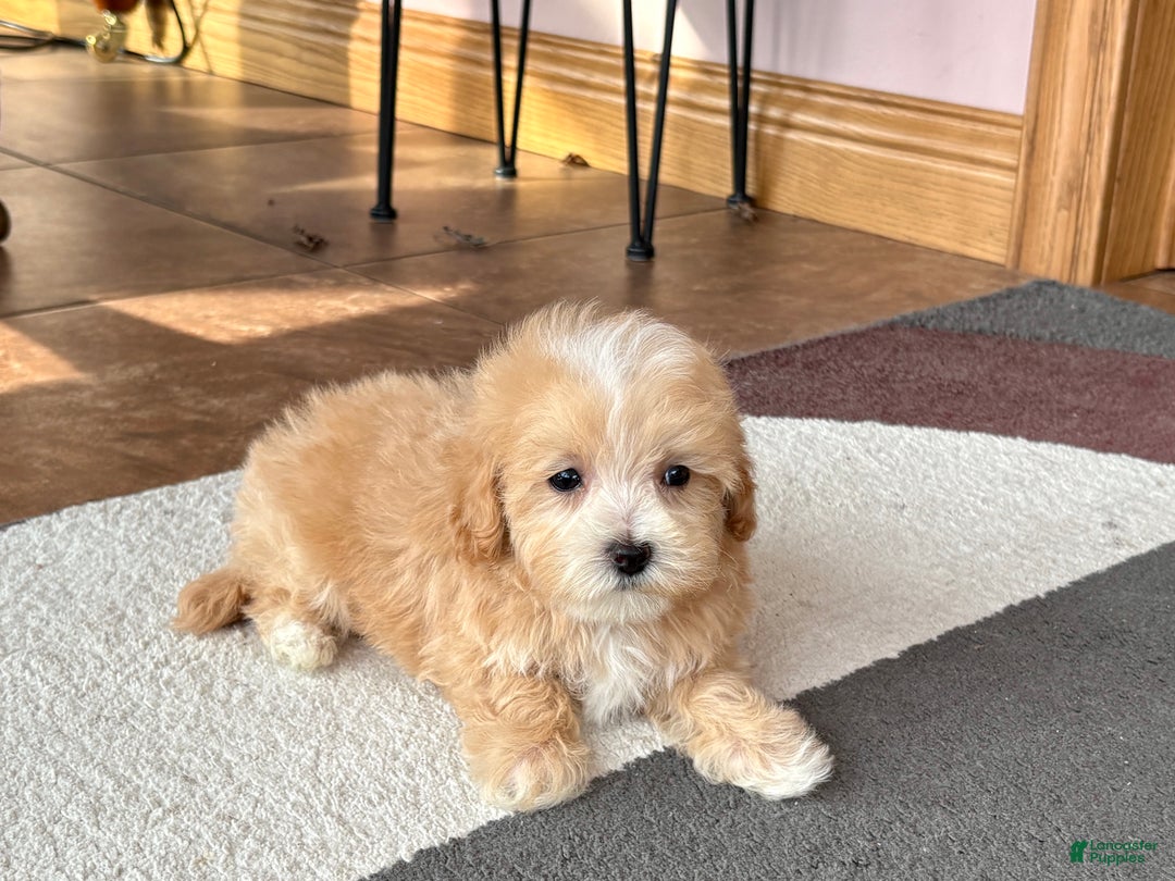 Maltipoo dogs for sale: Maltipoo Male Puppy 2 - Ad 3