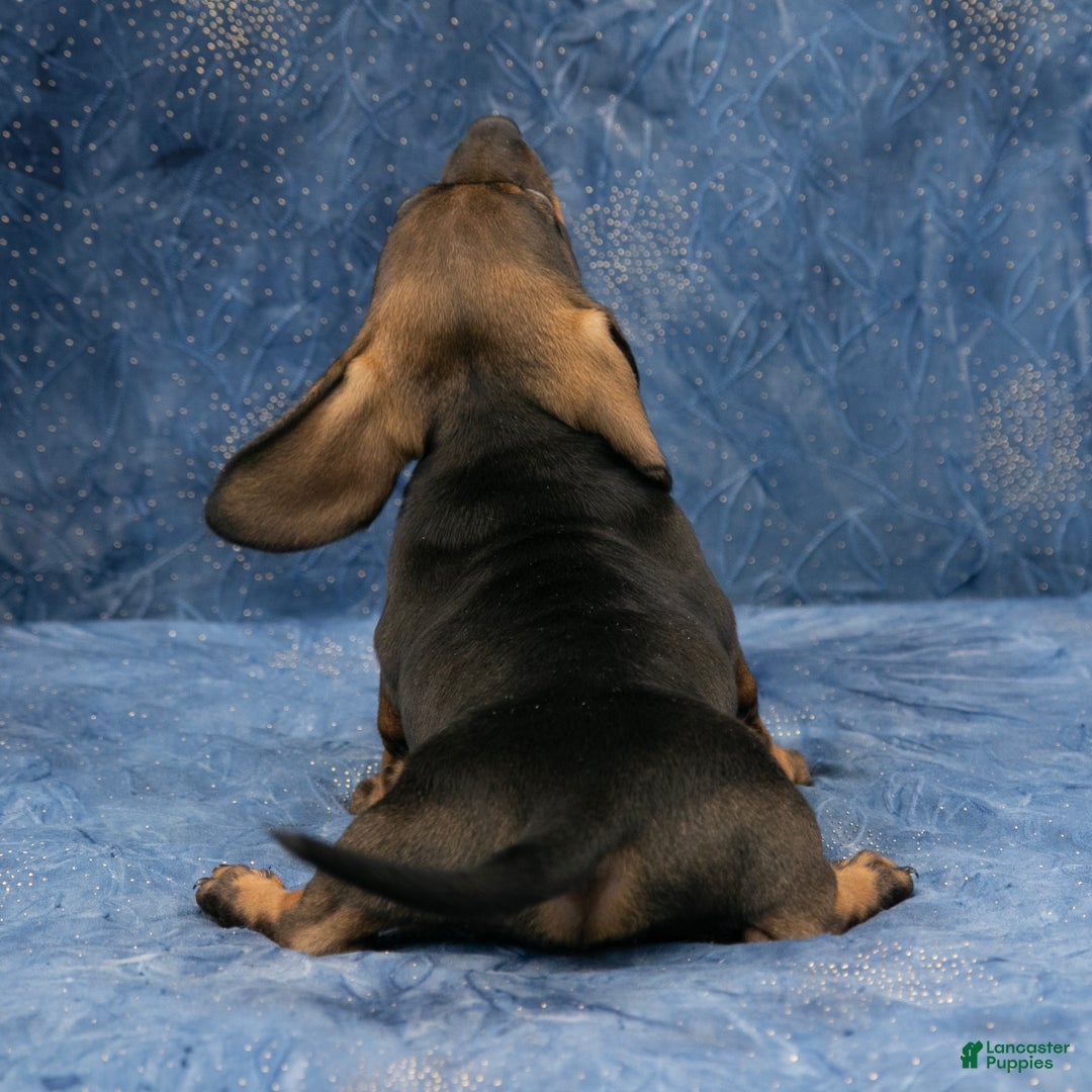 Miniature Dachshund dogs for sale: Darlene - Ad 5