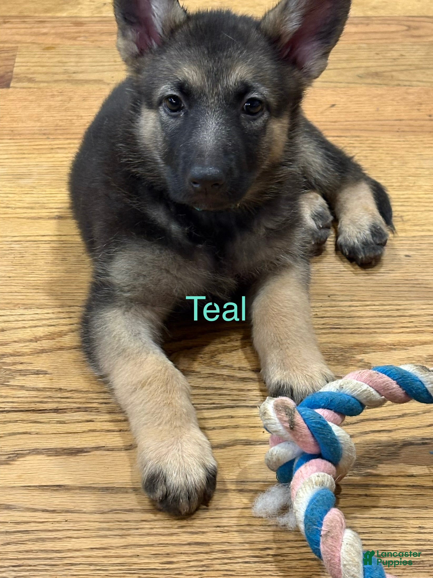 German Shepherd dogs Teal - Ad 2