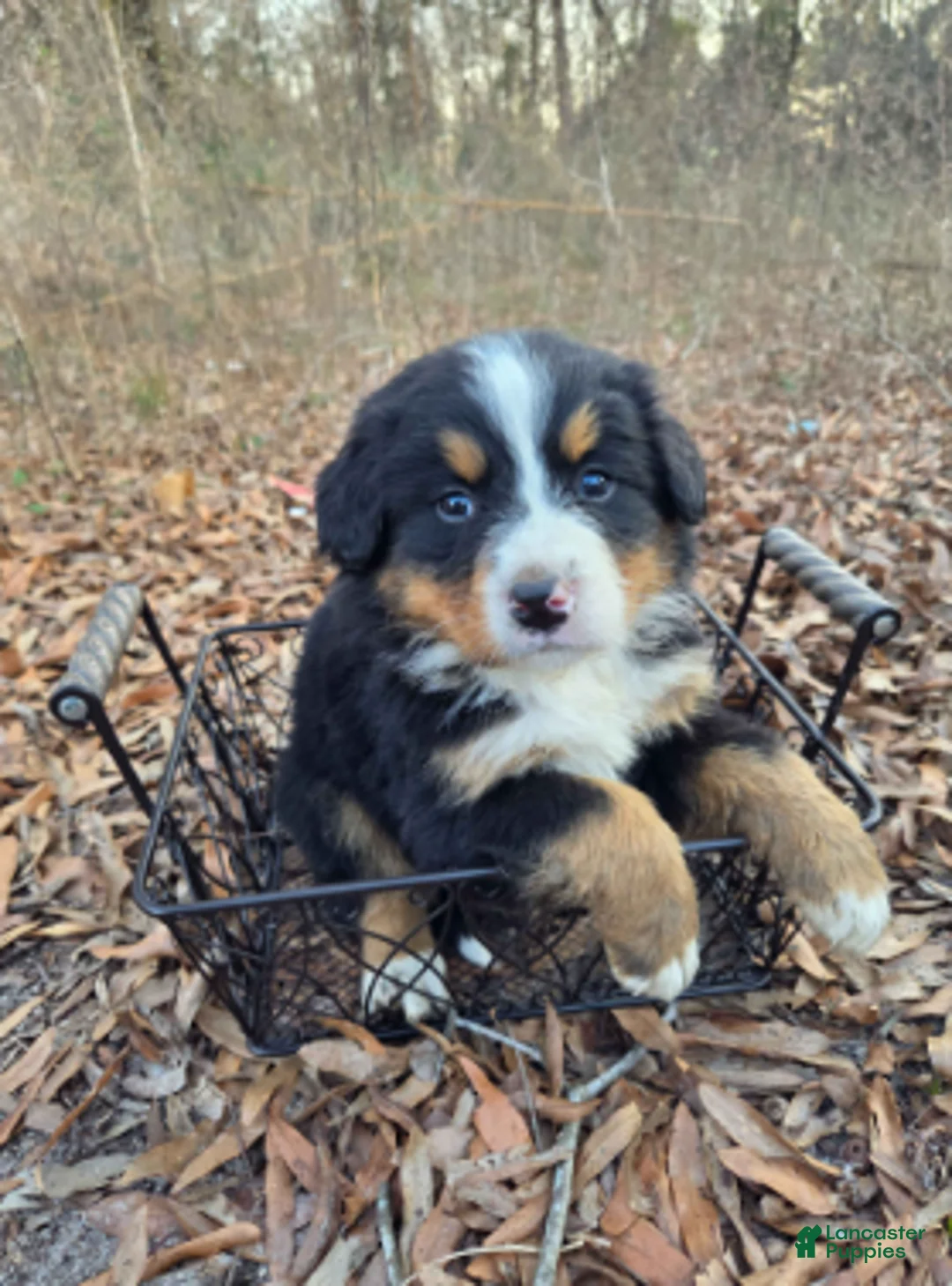 Bernese Mountain Dog dogs for sale: Roxy - Ad 1