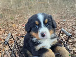 Bernese Mountain Dog dogs Roxy - Ad 4