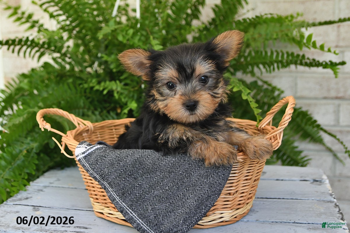 Yorkshire Terrier dogs for sale: Biscuit - Ad 5