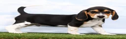 Beagle dogs for sale: Gismo - Ad 1