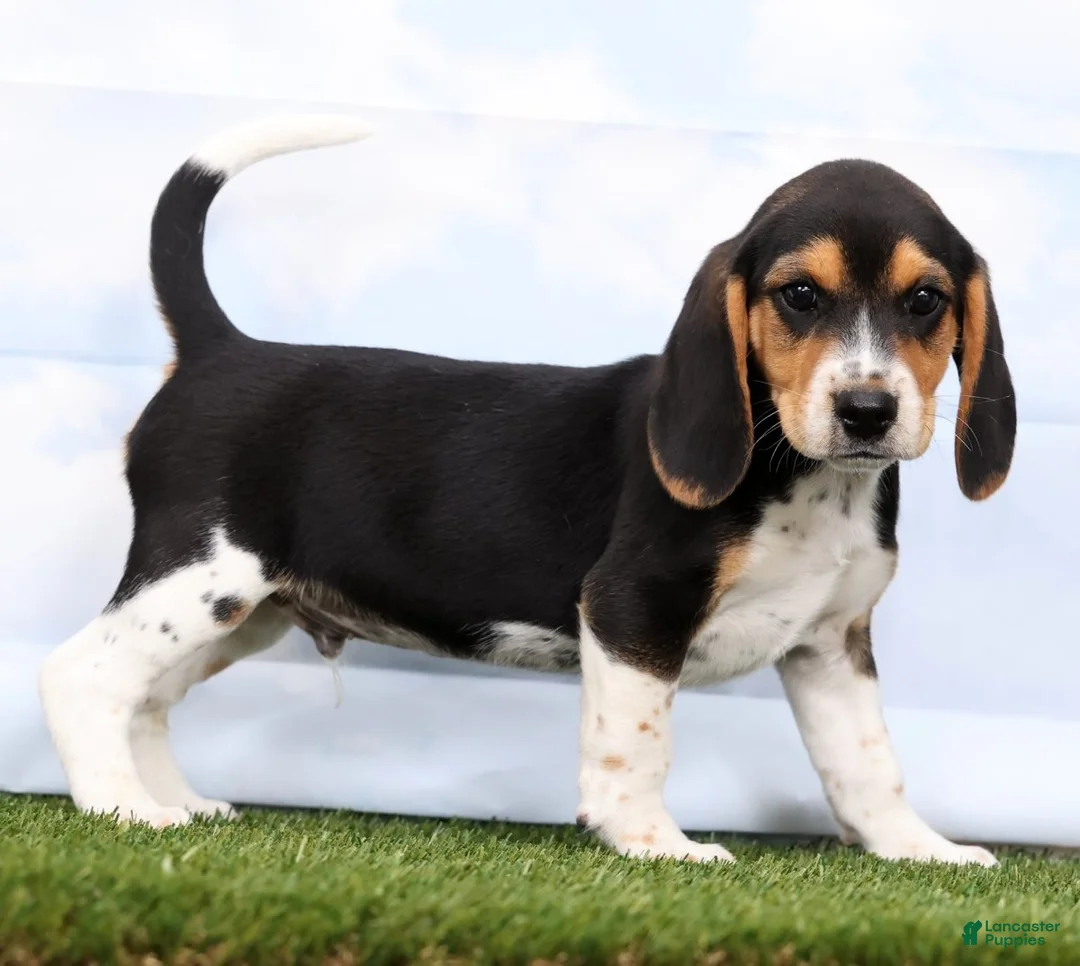Beagle dogs for sale: Gismo - Ad 1