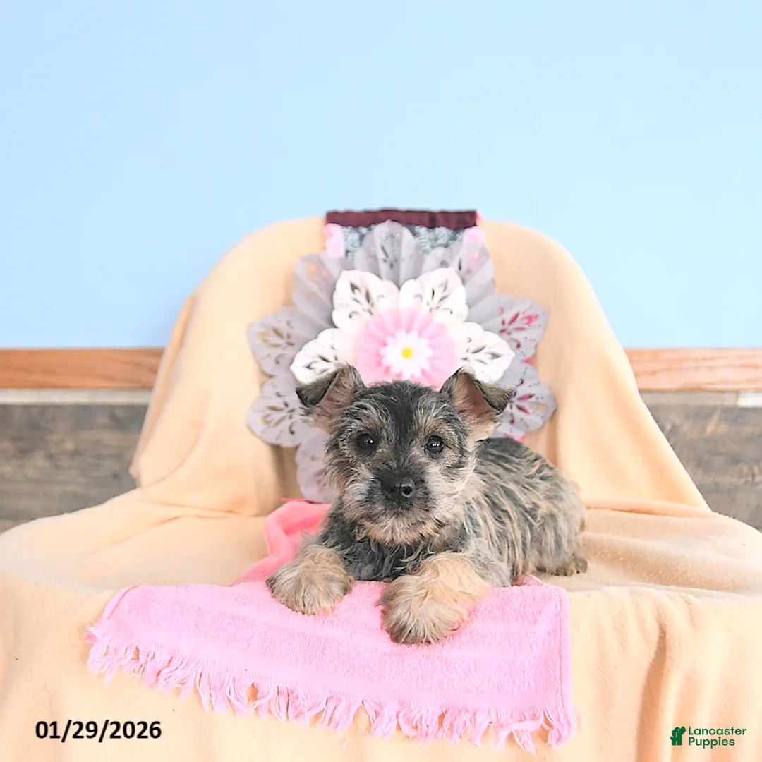 Miniature Schnauzer dogs for sale: Honey - Ad 1