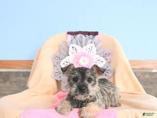 Miniature Schnauzer dogs Honey - Ad 27