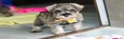 Miniature Schnauzer dogs for sale: Henry - Ad 10