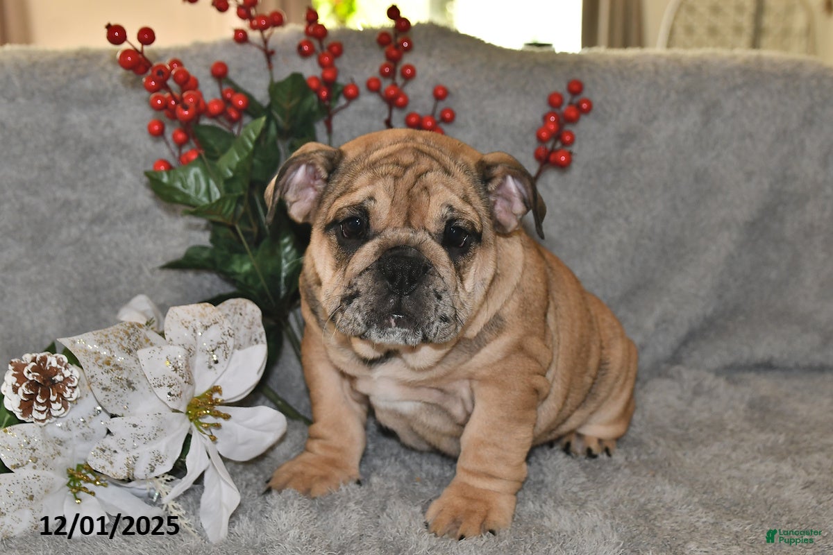 English Bulldog dogs Lana - Ad 6