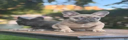 French Bulldog dogs for sale: French Bulldog 3 - Ad 2