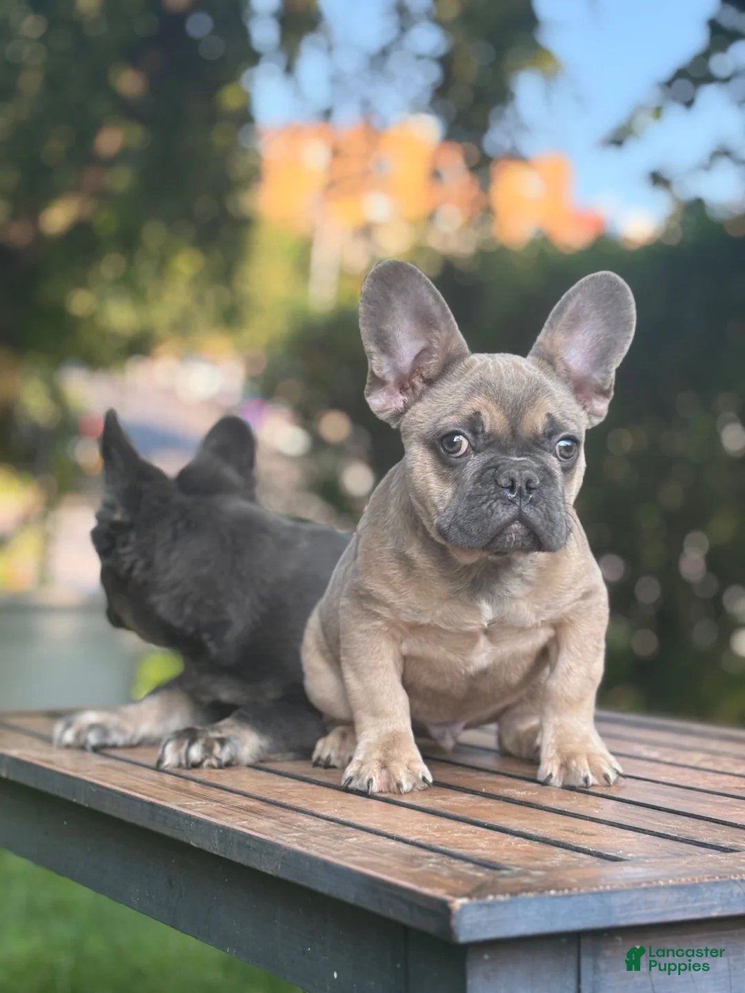 French Bulldog dogs for sale: French Bulldog 3 - Ad 2