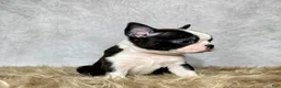 Boston Terrier dogs for sale: Leo - Ad 7
