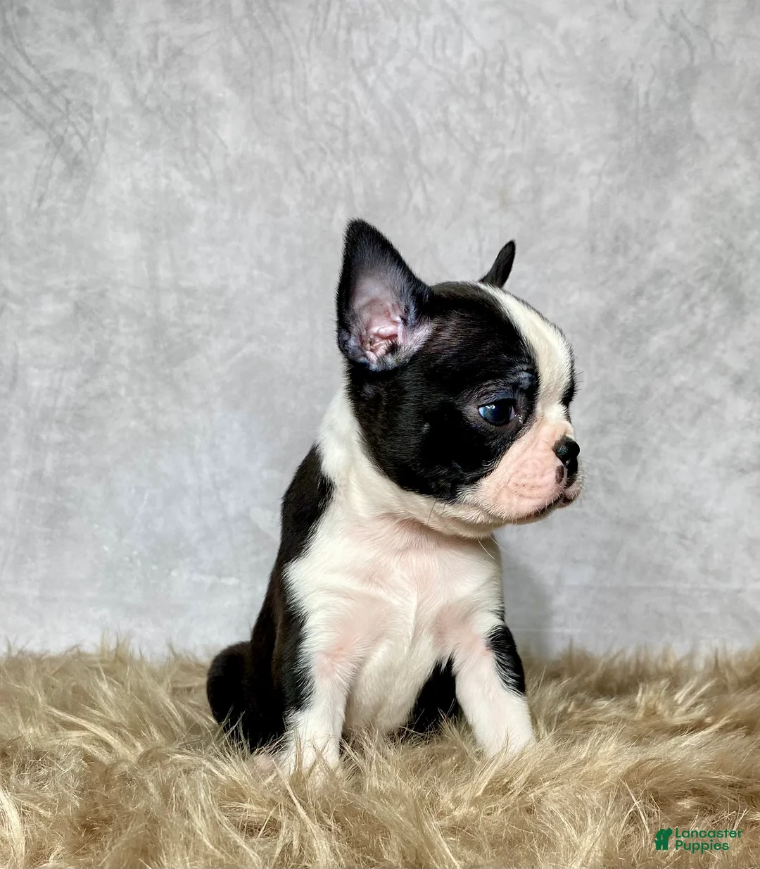 Boston Terrier dogs for sale: Leo - Ad 7