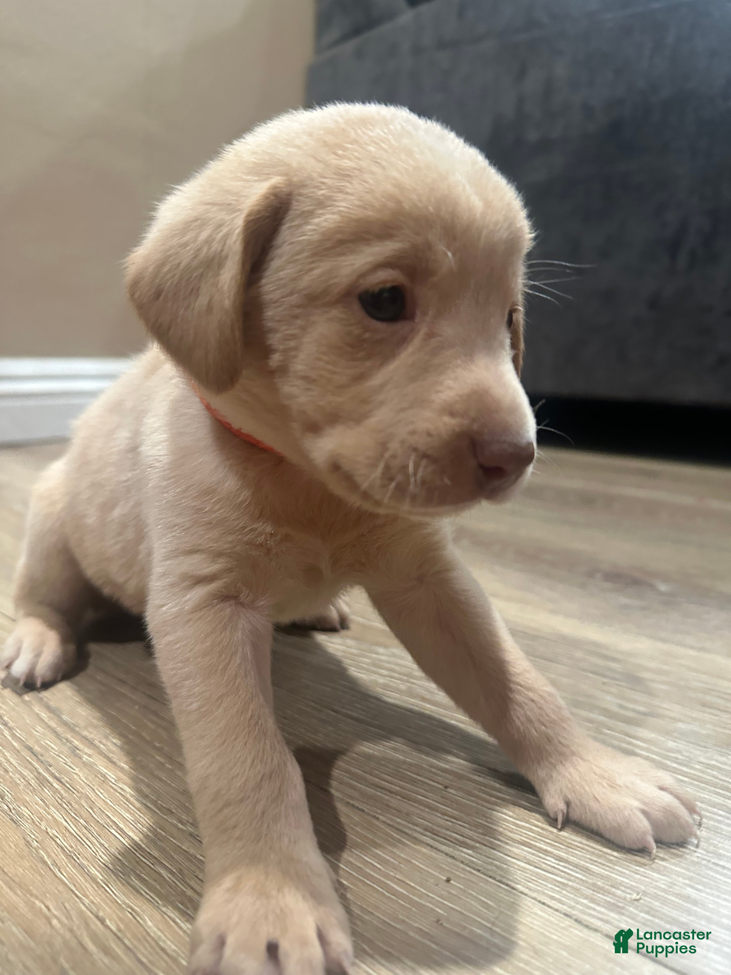 Labrador Retriever dogs Labrador Retriever Puppy 2 - Ad 18