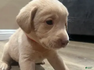 Labrador Retriever dogs Labrador Retriever Puppy 2 - Ad 18