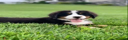 Bernese Mountain Dog dogs for sale: Forrest - Ad 13