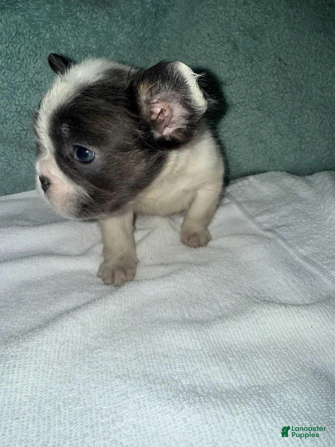 French Bulldog dogs for sale: French Bulldog Puppy 2 - Ad 2