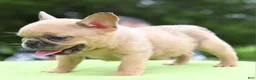 Mixed Breed dogs for sale: Peanut micro puppy  - Ad 5