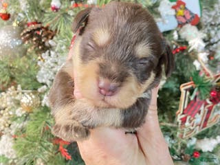 Miniature Schnauzer dogs Miniature Schnauzer Puppy 3 - Ad 12