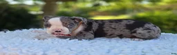 Boston Terrier dogs for sale: Duke - Ad 8