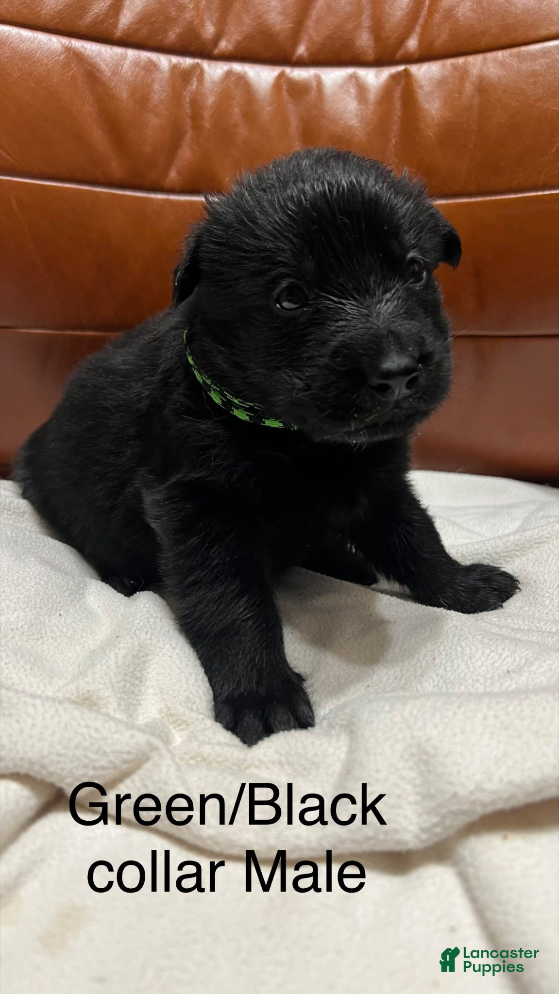 German Shepherd dogs German Shepherd Puppy 1 - Ad 25