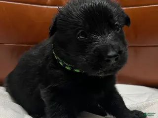German Shepherd dogs German Shepherd Puppy 1 - Ad 14