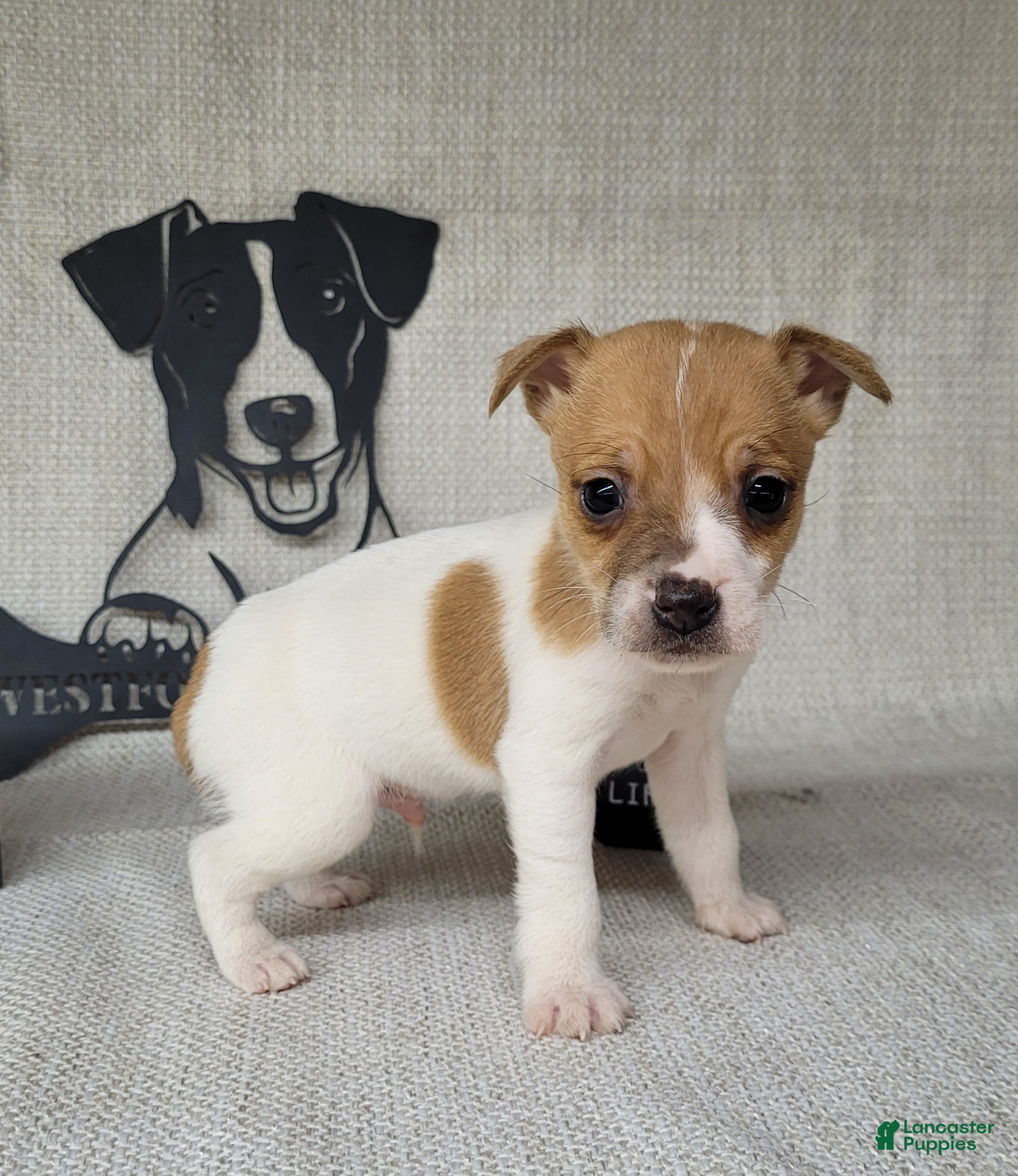 Jack Russell Terrier dogs Westfork's THORN - Ad 37