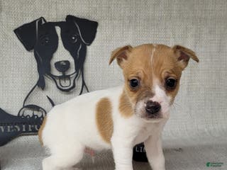 Jack Russell Terrier dogs Westfork's THORN - Ad 37
