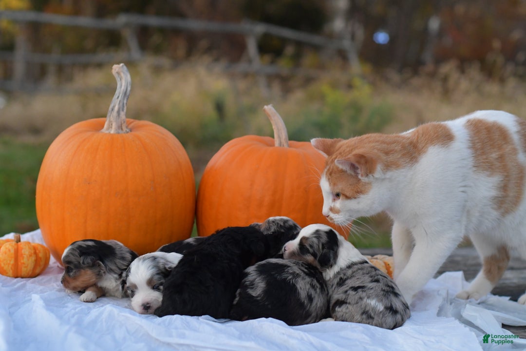 Mini Aussiedoodle dogs for sale: Bear - Ad 12
