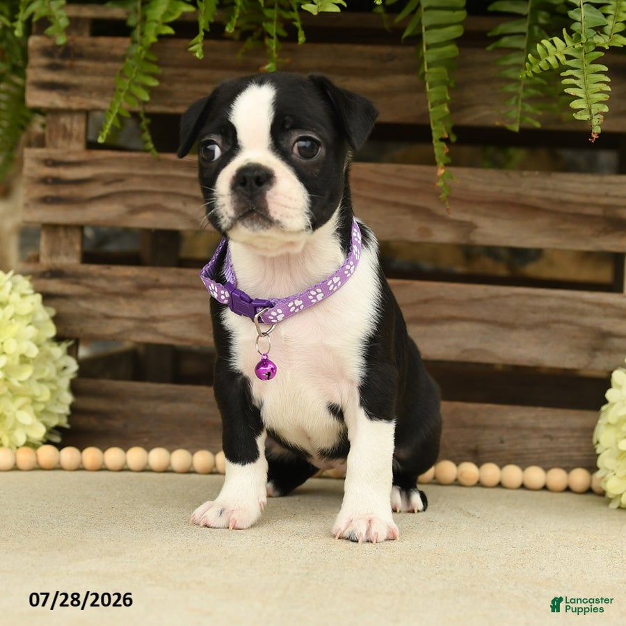 Boston Terrier dogs Tasha - Ad 1