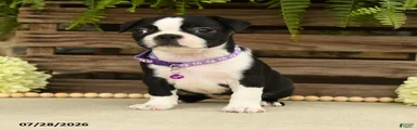 Tasha