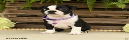 Boston Terrier dogs for sale: Tasha - Ad 1