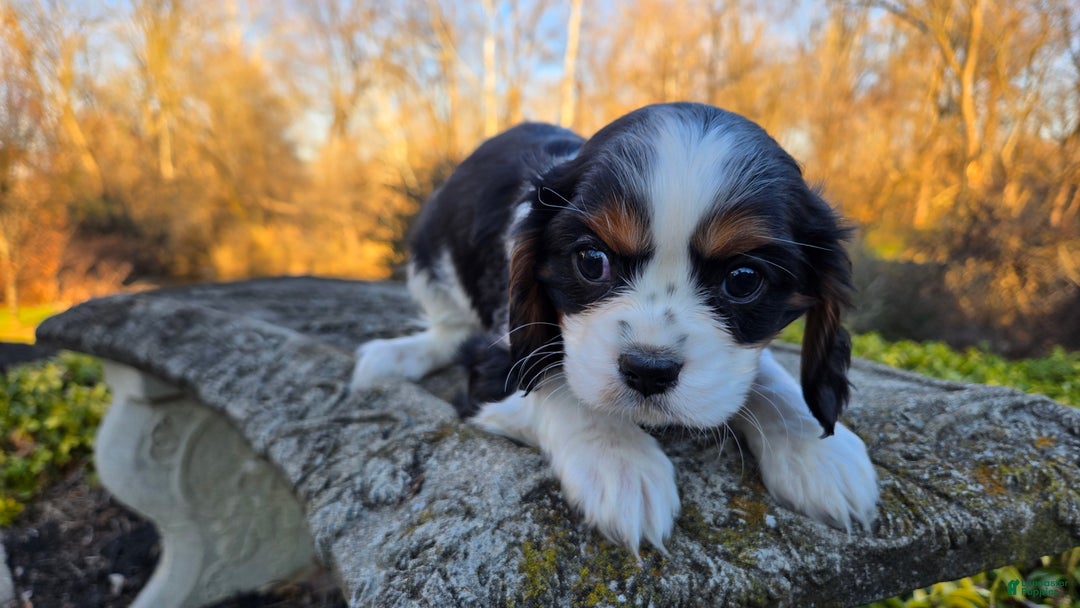 Cavalier King Charles Spaniel dogs for sale: Vance - Ad 9