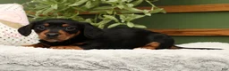 Miniature Dachshund dogs for sale: Sammy - Ad 3