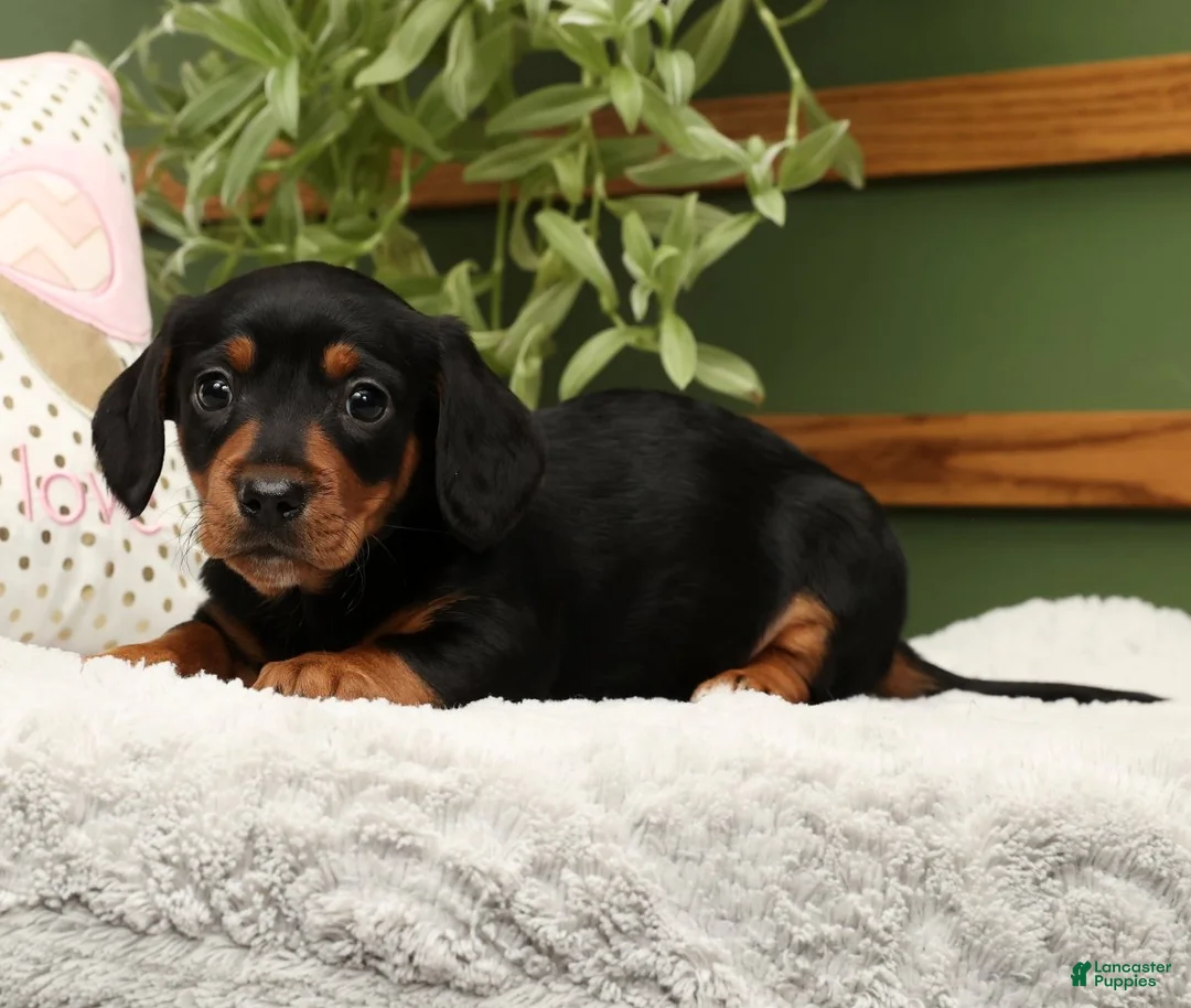 Miniature Dachshund dogs for sale: Sammy - Ad 3