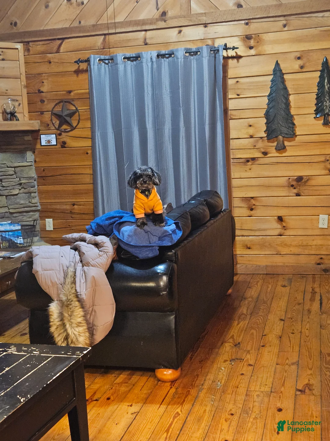 Toy Poodle dogs for stud: Tripper Doodle the Toy Poodle - Ad 4