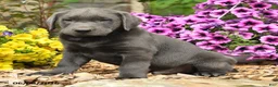 Labrador Retriever dogs for sale: Sam - Ad 2
