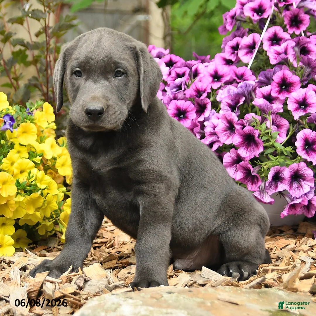 Labrador Retriever dogs for sale: Sam - Ad 2