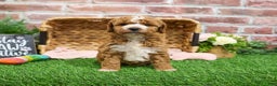 Mini Goldendoodle dogs for sale: Spaghetti - Ad 2