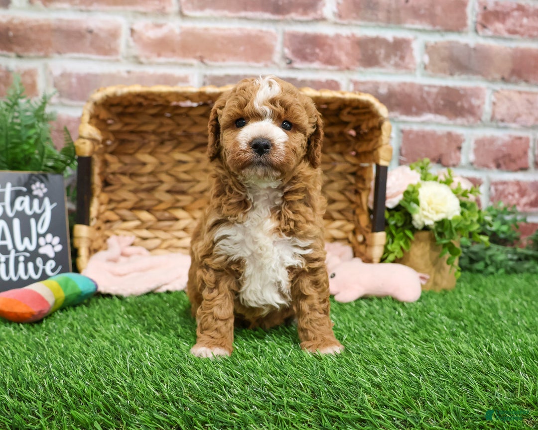 Mini Goldendoodle dogs for sale: Spaghetti - Ad 2