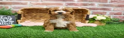 Mini Goldendoodle dogs for sale: Spaghetti - Ad 16