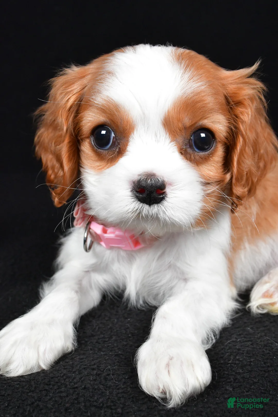 Cavalier King Charles Spaniel dogs for sale: Ruby - Ad 5