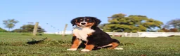 Bernese Mountain Dog dogs for sale: Leo - Ad 3