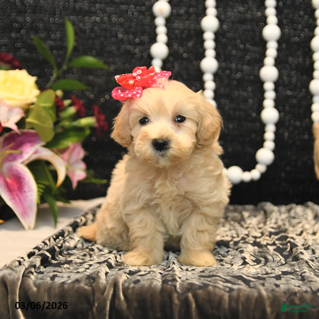 Maltipoo dogs for sale: Tootsie - Ad 2