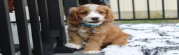 Cockapoo dogs for sale: Leo - Ad 3
